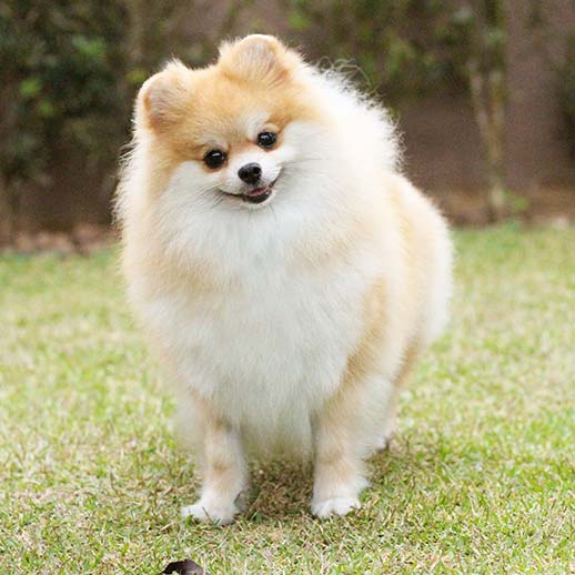 Spitz Alemão Branco e Laranja